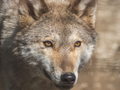 Wolf - De Zonnegloed - Animal park - Animal refuge centre 